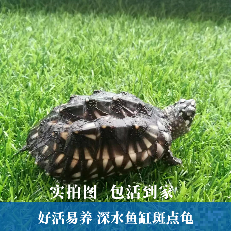 斑点池龟深水鱼缸养殖观赏深水龟