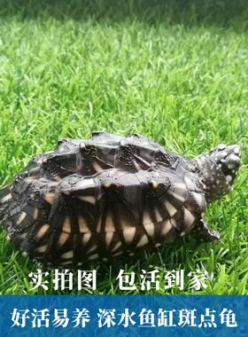 斑点池龟斑点龟黑池龟精致观赏宠物龟好养易活吃鱼粪龟活体小斑点