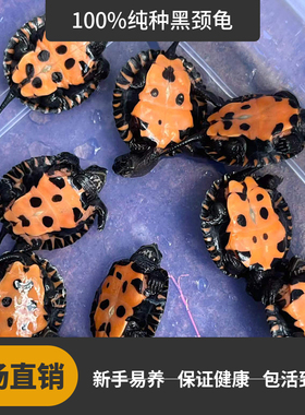 纯黑颈龟纯种韶关黑颈乌龟广西黑颈乌龟幼苗活体黑龟观赏龟招财小
