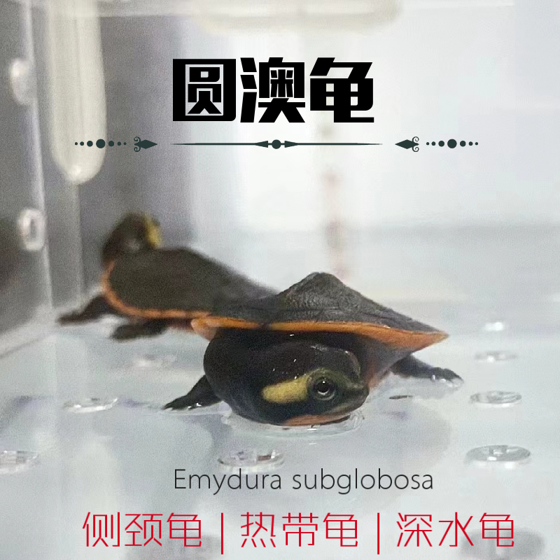 圆澳龟热带忍者深水乌龟蛋活体园圆奥龟苗吃鱼屎鱼粪观赏缸清道夫