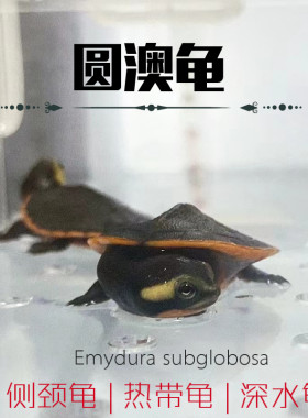 圆澳龟热带忍者深水乌龟蛋活体园圆奥龟苗吃鱼屎鱼粪观赏缸清道夫