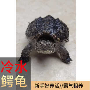 原种纯佛鳄龟活物杂佛北美小鳄龟宠物小乌龟爆刺鳄鱼龟幼苗佛鳄龟