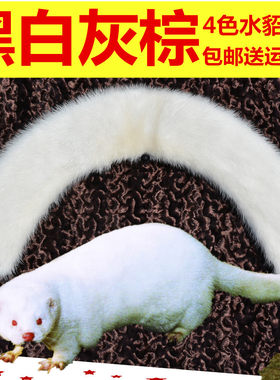 冬季保暖真水貂毛小圆领子