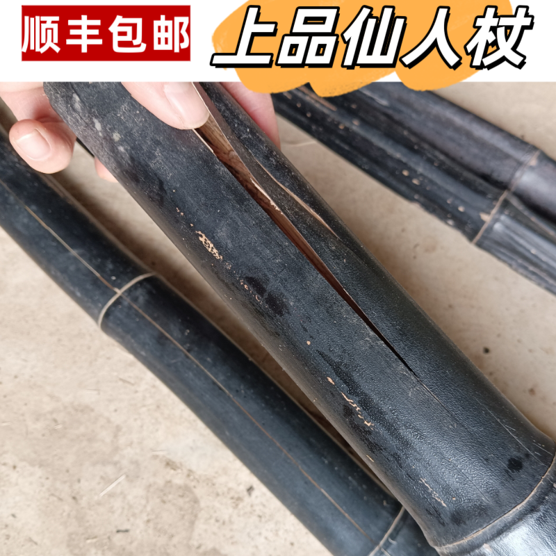 仙人杖中药竹子皮仙人仗菌化纯天然黑竹虎杖一斤