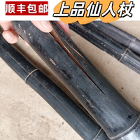 仙人杖退秧竹癟竹中藥黑色竹子仙人仗菌化純天然黑竹虎杖一斤包郵