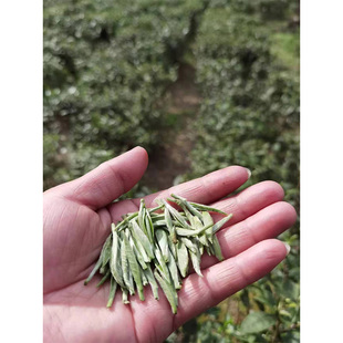 2024年新茶 明前茶嫩芽头采五指峰高山绿茶剑绿云片毛尖特级绿茶