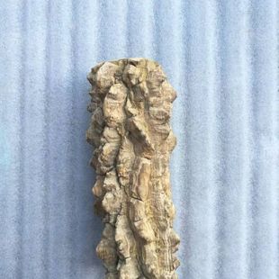 天然野生花椒木按摩棒手把玩把件挂件手脚按摩棍原木