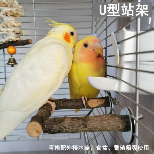 鹦鹉苹果木站水壶鸟类食碗支架
