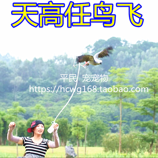 鹦鹉放飞绳玄凤飞行绳小太灰遛鸟脚链脚环鹦鹉用品用具鸟玩具站架