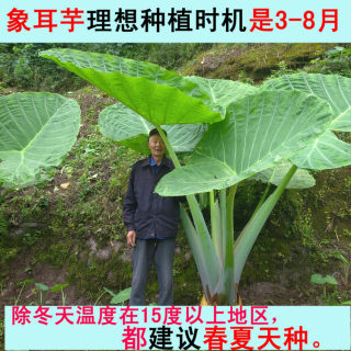 莽哥家 大野芋 象耳芋巨型海芋盆栽阳台室内大型观叶植物庭院绿植