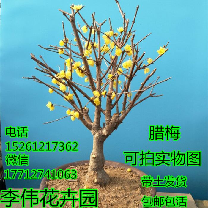 腊梅盆景 腊梅盆栽 品种腊梅 嫁接腊梅 腊梅树苗 腊梅苗 梅花树苗