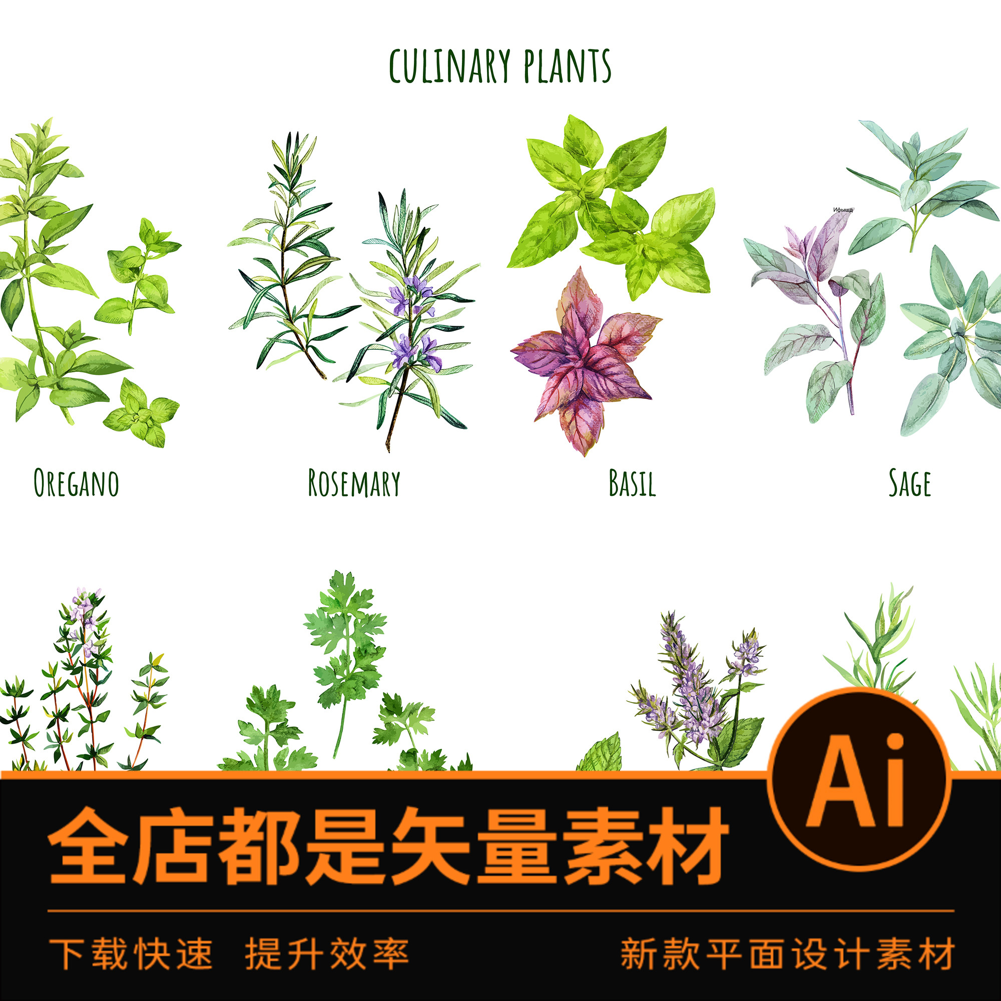 2051 ai格式矢量平面素材手绘草药草本植物烹饪香草美食插画