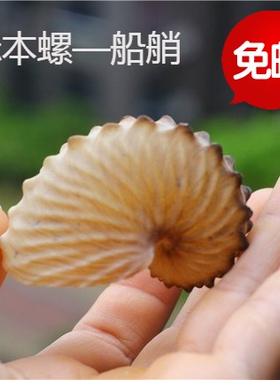 包邮天然海螺贝壳阔船蛸扁船艄标本螺船章鱼收藏礼品装饰摆设珊瑚