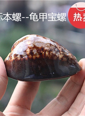热卖天然海螺贝壳龟甲宝螺标本螺雪山宝螺鱼缸造景地中海家居收藏