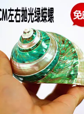 包邮天然海螺贝壳抛光绿条蝾螺鱼缸家居装饰摆件创意礼品收藏海星