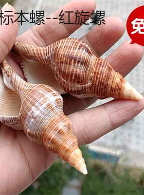 天然海螺贝壳鱼缸造景寄居蟹摆件
