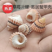 饰收藏 天然海螺贝壳草莓钟螺寄居蟹甲壳替换壳蛋糕塔螺造景装 包邮