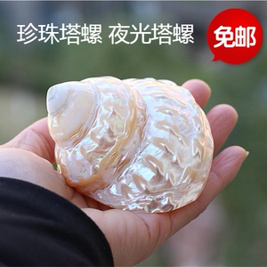 包邮天然海螺贝壳扭荧光塔螺珍珠塔螺标本螺礼品收藏摆件10-12CM
