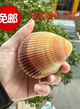 海螺贝壳珊瑚鱼缸收藏礼品