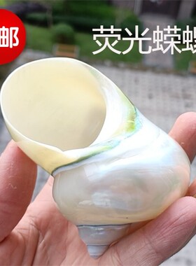 天然水族造景荧光特价海螺贝壳