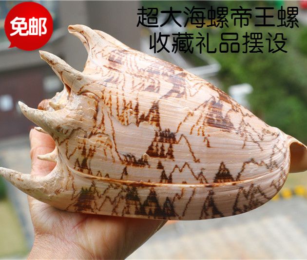 包邮天然超大海螺贝壳帝王螺 家居办公室装饰摆件 鱼缸水族箱造景