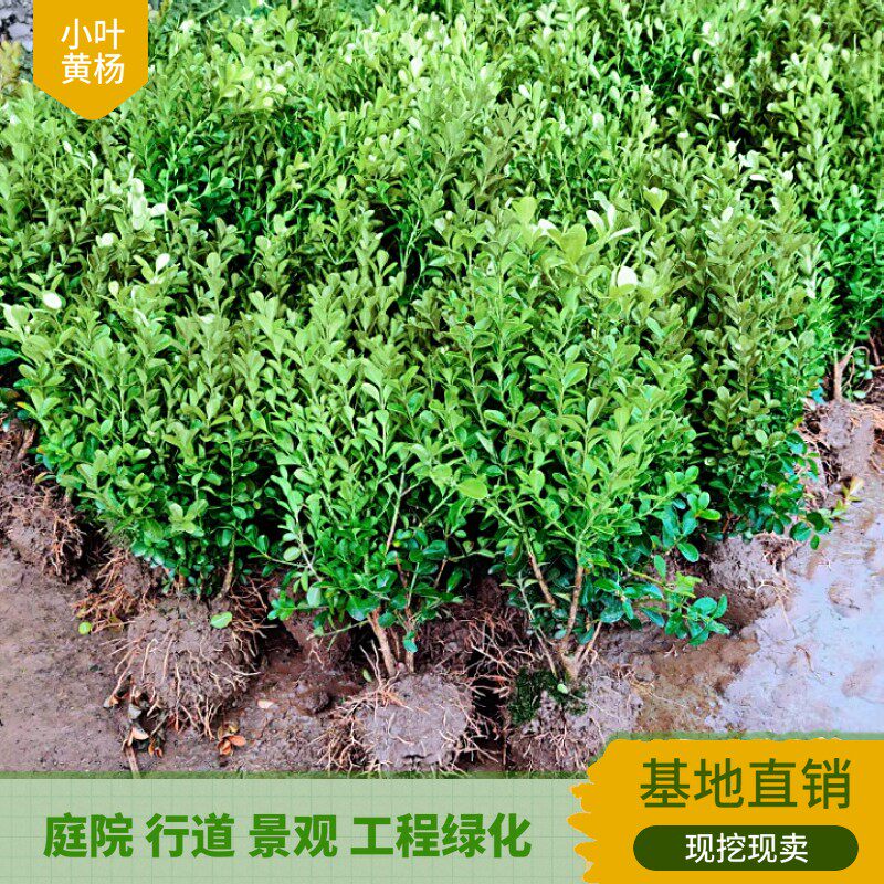 小叶黄杨球苗瓜子黄杨苗法国冬青球苗冬青苗金边黄杨庭院绿篱树苗