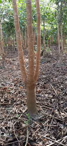 幌伞枫步步高树杆三叉绿植幸福树