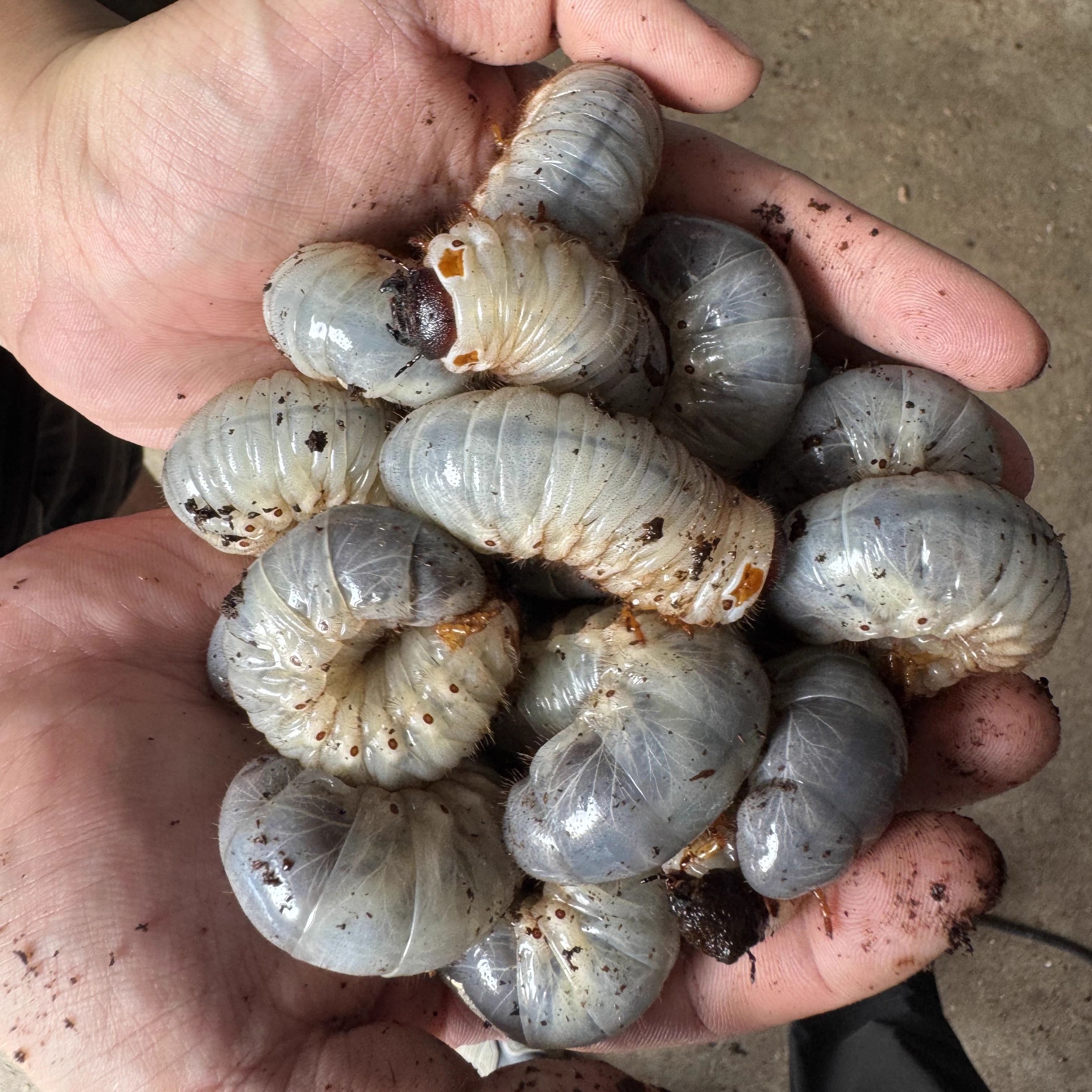 独角仙成幼虫入门宠物甲虫饲养套餐昆虫活体双叉犀金龟锹甲姬兜虫