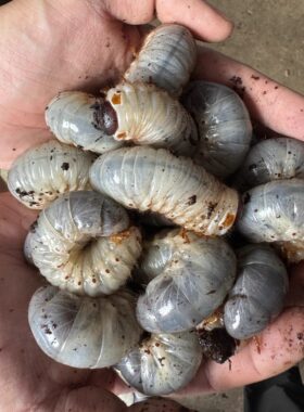 独角仙成幼虫入门宠物甲虫饲养套餐昆虫活体双叉犀金龟锹甲姬兜虫