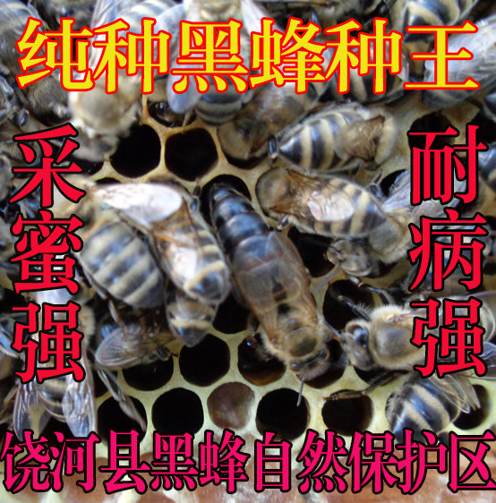 纯种饶河东北黑蜂蜂王种王活体耐白垩病省饲料产量高介入意蜂包邮