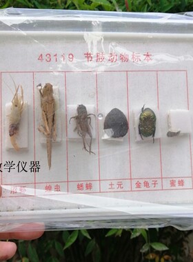 43119节肢动物标本 生物标本教学仪器教学标本包邮