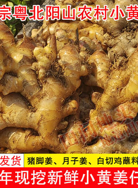 阳山小黄姜母月子姜热源补充