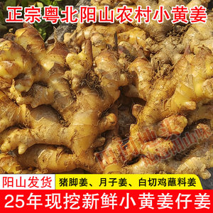 阳山小黄姜母月子姜热源补充