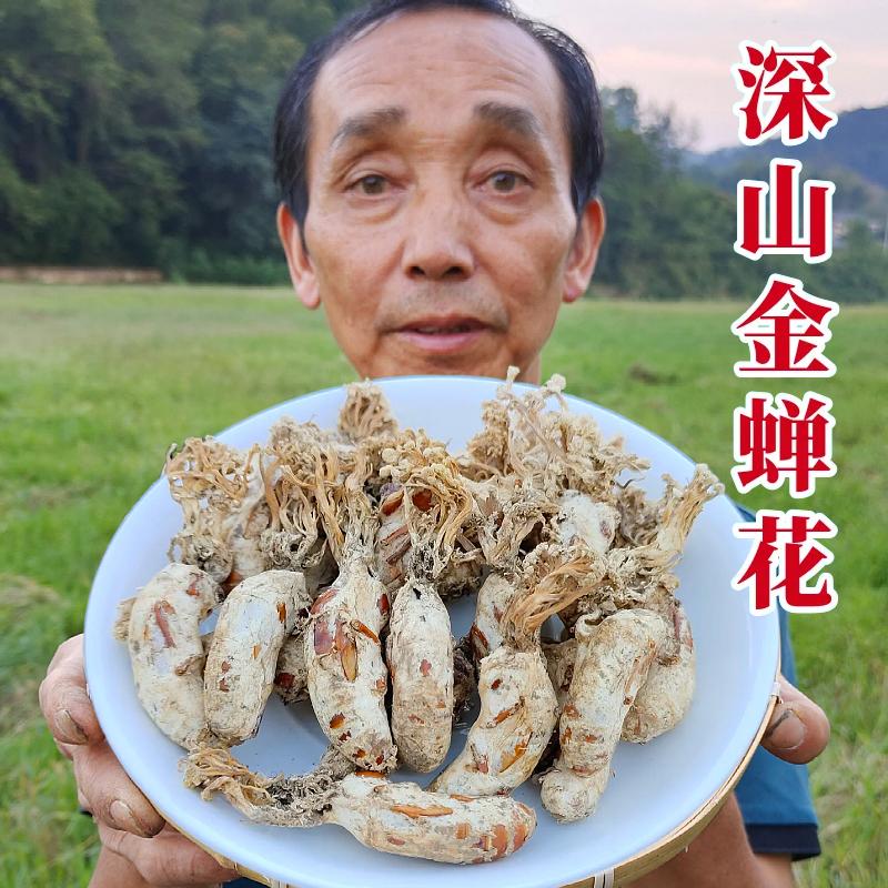 大别山竹海金蝉花金蚕花土蝉花