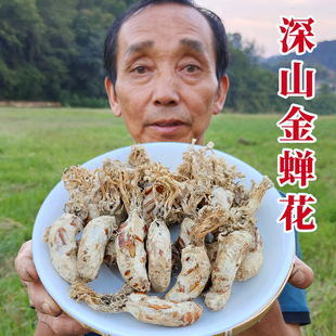 大别山竹海金蝉花 金蚕花 土蝉花 婵花当季新品蛹虫草无硫中药材