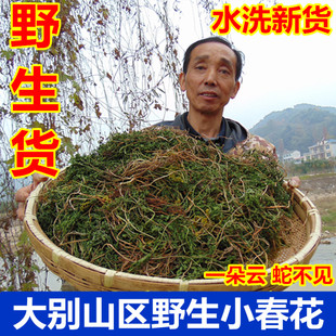 500g 干品山区独脚金鸡阴地蕨蛇不见 包邮 一朵云小春花 中药材