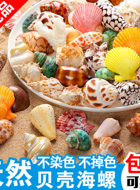 天然贝壳海螺海星珊瑚