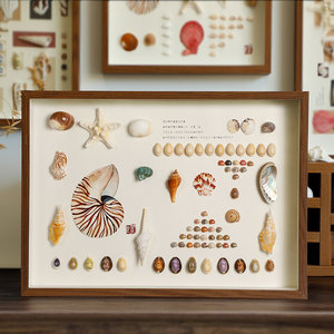 天然贝壳海螺标本挂画diy相框