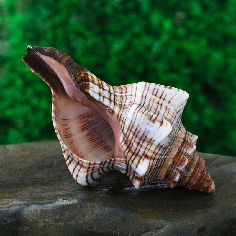 赤旋螺天然贝壳海螺花盆工艺品家居地中海装饰鱼缸造景水族箱装饰