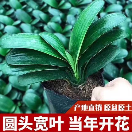 精品立板君子兰盆栽当年开花君子兰苗技师油匠花卉绿植室内盆景