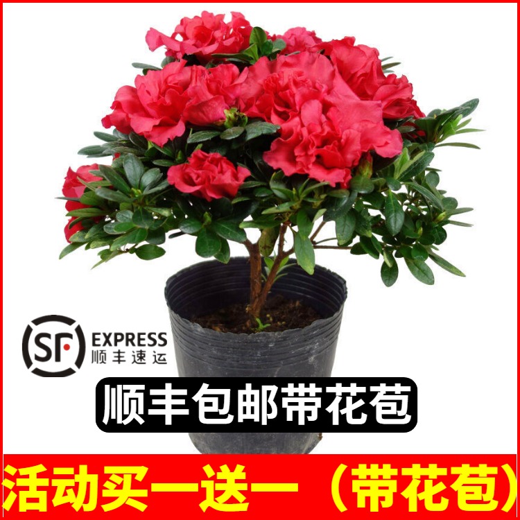 杜鹃花苗带花苞老桩大盆栽四季开花卉室内植物开花不断好养的花苗