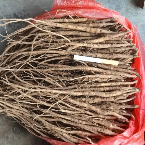 药用牡丹苗一年基地现挖直发耐寒占地药材丹皮苗50颗