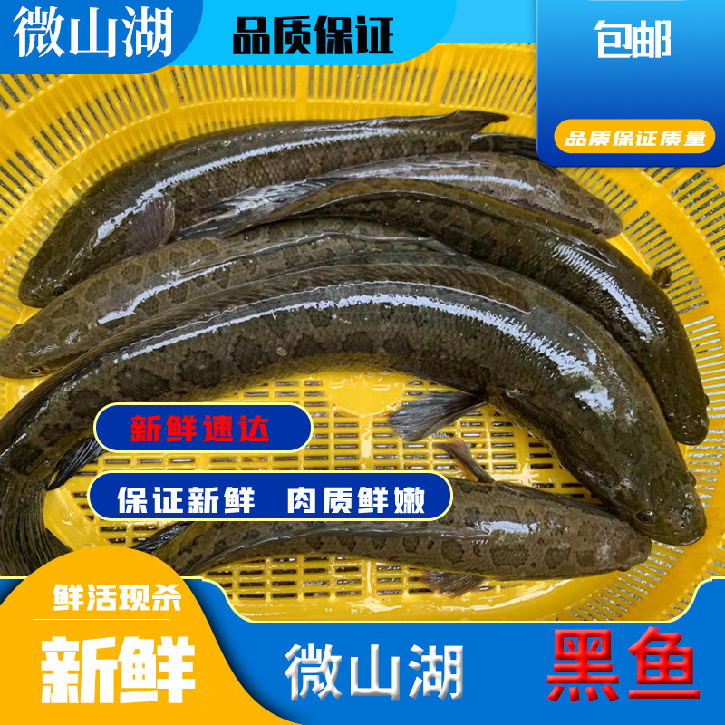 微山湖原生态黑鱼现杀黑鱼新鲜乌鱼黑鱼片炖汤术后滋补炖汤顺丰