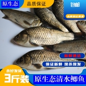 微山湖3斤原生态鲫鱼新鲜鲫鱼现杀水产鲜活孕产妇下奶月子炖汤
