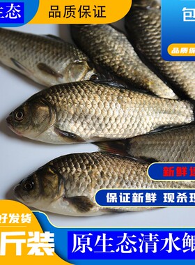 微山湖新鲜现杀下奶滋补鲫鱼