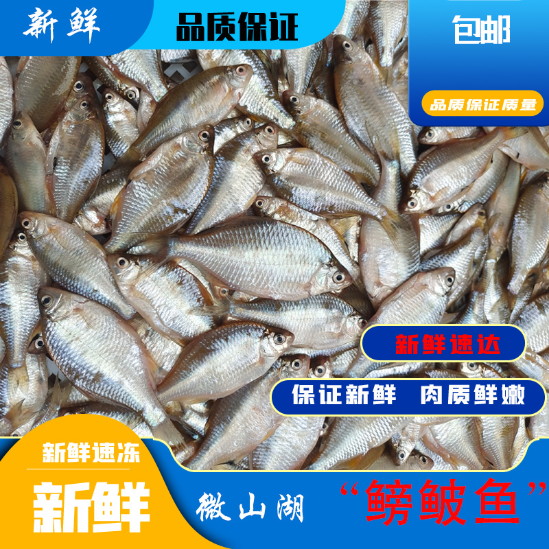 微山湖新鲜现杀现捕现卖鳑鲏鱼
