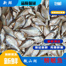 微山湖鳑鲏鱼新鲜现捕现杀淡水鱼四方鱼丝光鱼新鲜现杀真空包装