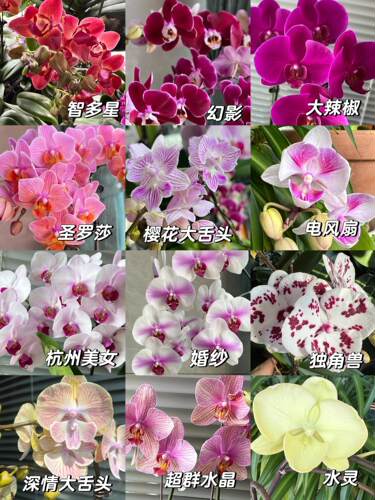 3寸 蝴蝶兰抽梗苗 随机盲盒 多拍不重复