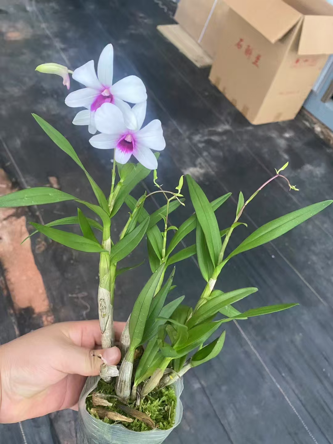 开花机器原种秋石斛雪中红 水芙蓉交克拉恋人 白花红心卖品种