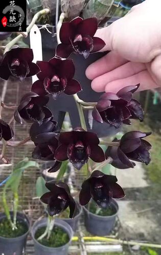花无缺天鹅兰Fdk. After Dark 'SVO Black Pearl 黑珍珠漂